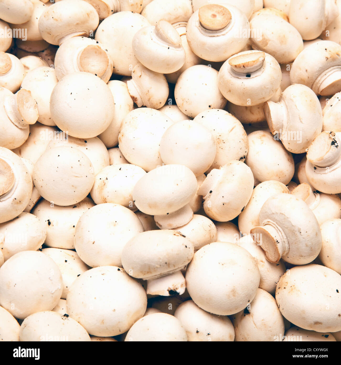 Champignons. Foto Stock