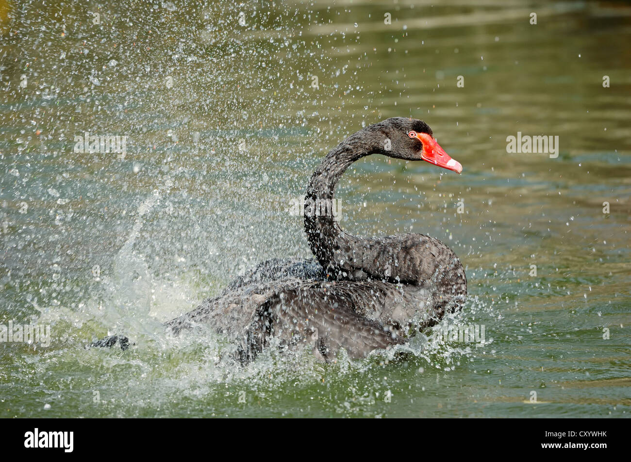 Black Swan (Cygnus atratus), balneazione, trovati in Australia, prigionieri ma sfuggito, Renania settentrionale-Vestfalia Foto Stock