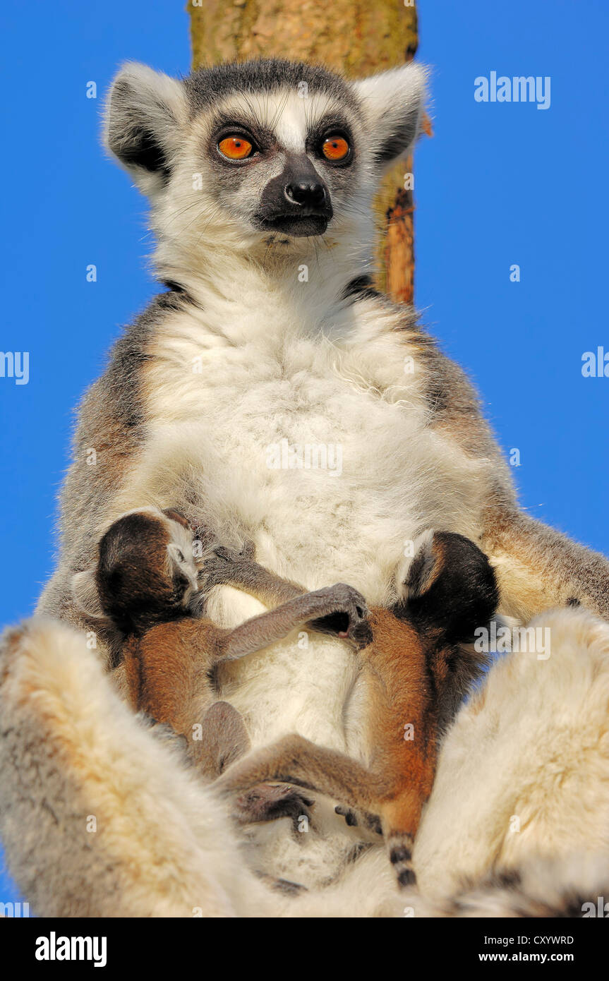 Anello-tailed lemuri (Lemur catta), femmina con quattro giorni di età, i neonati trovati nel Madagascar, captive, Paesi Bassi, Europa Foto Stock