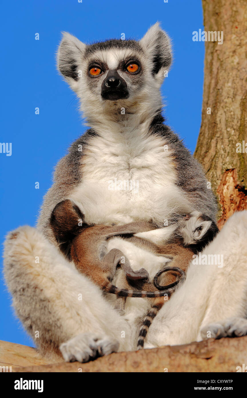 Anello-tailed lemuri (Lemur catta), femmina con quattro giorni di età, i neonati trovati nel Madagascar, captive, Paesi Bassi, Europa Foto Stock