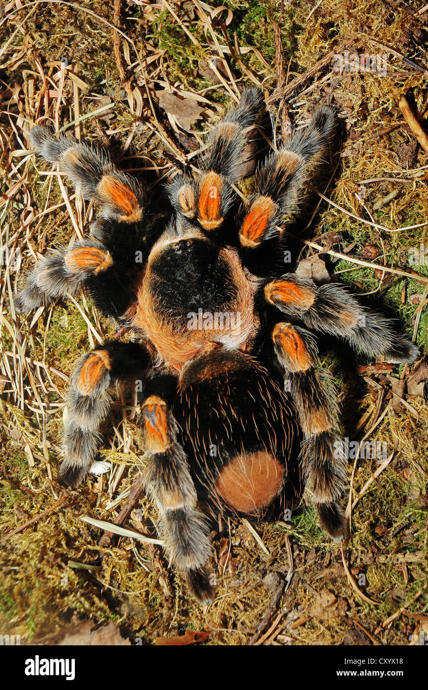 Mexican redknee tarantula (Brachypelma smithi), nativo di Messico, prigionieri Bergkamen, Renania settentrionale-Vestfalia Foto Stock