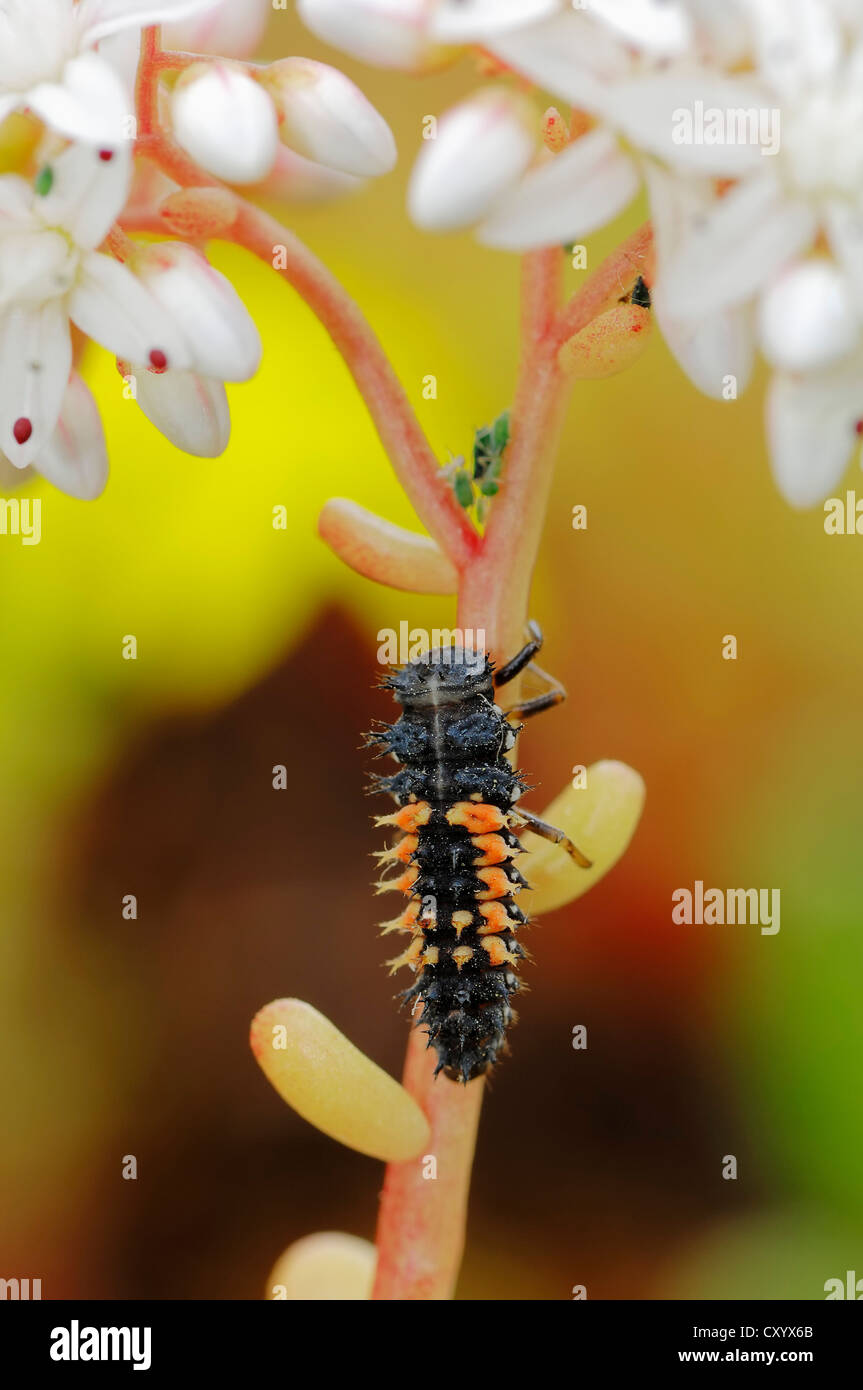 Harlequin ladybird (Harmonia axyridis), larva, Renania settentrionale-Vestfalia Foto Stock