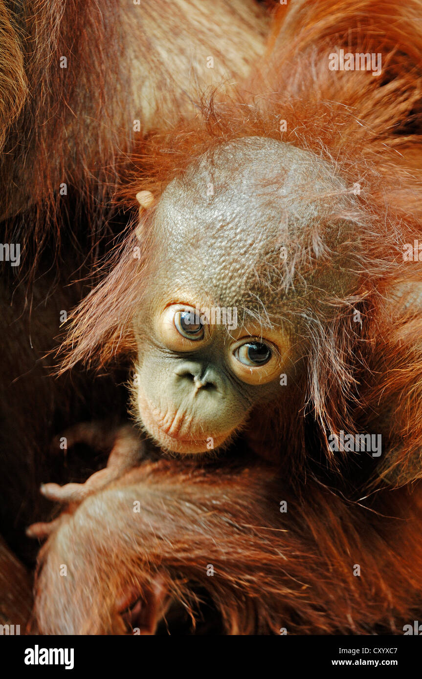 Bornean Orangutan (Pongo pygmaeus), giovani nelle braccia di sua madre, specie del Borneo, Asia, prigionieri nei Paesi Bassi, in Europa Foto Stock