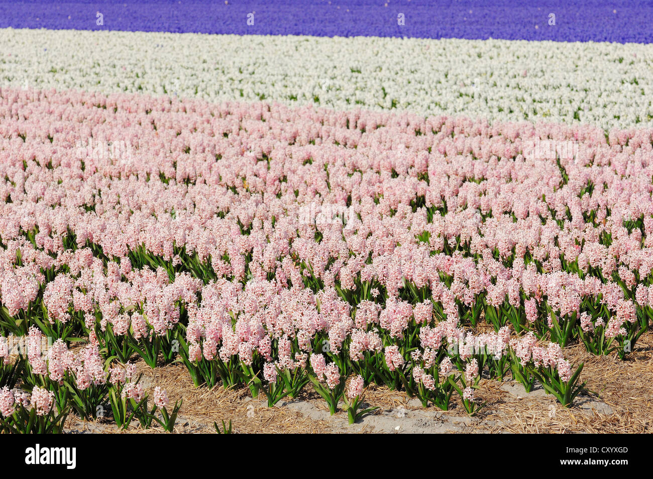 Campo di comune giacinti, giardino giacinti (Hyacinthus orientalis ibrido), il nord dei Paesi Bassi, Paesi Bassi, Europa Foto Stock