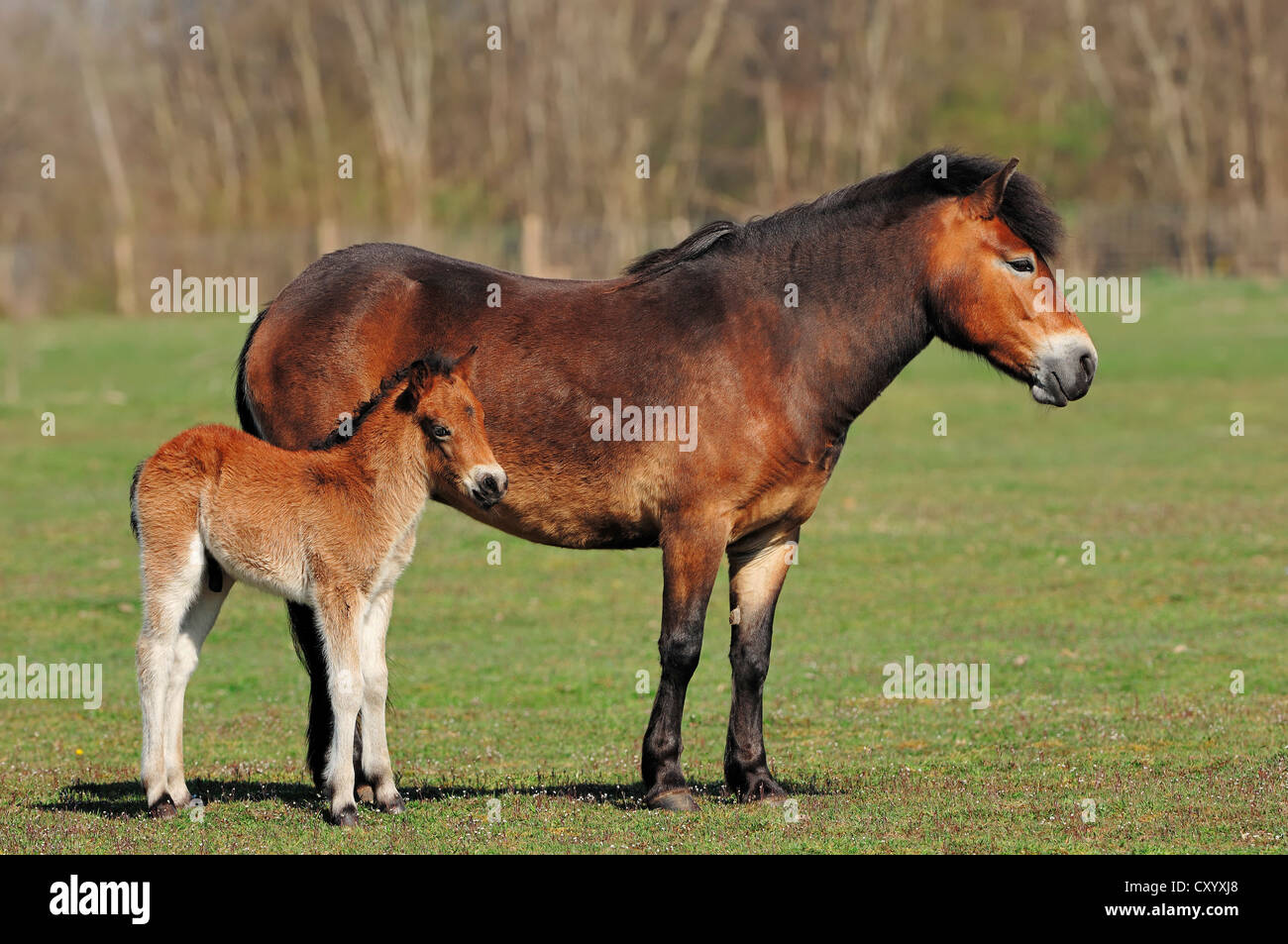 Exmoor Pony, mare e puledro in un pascolo, Paesi Bassi, Europa Foto Stock