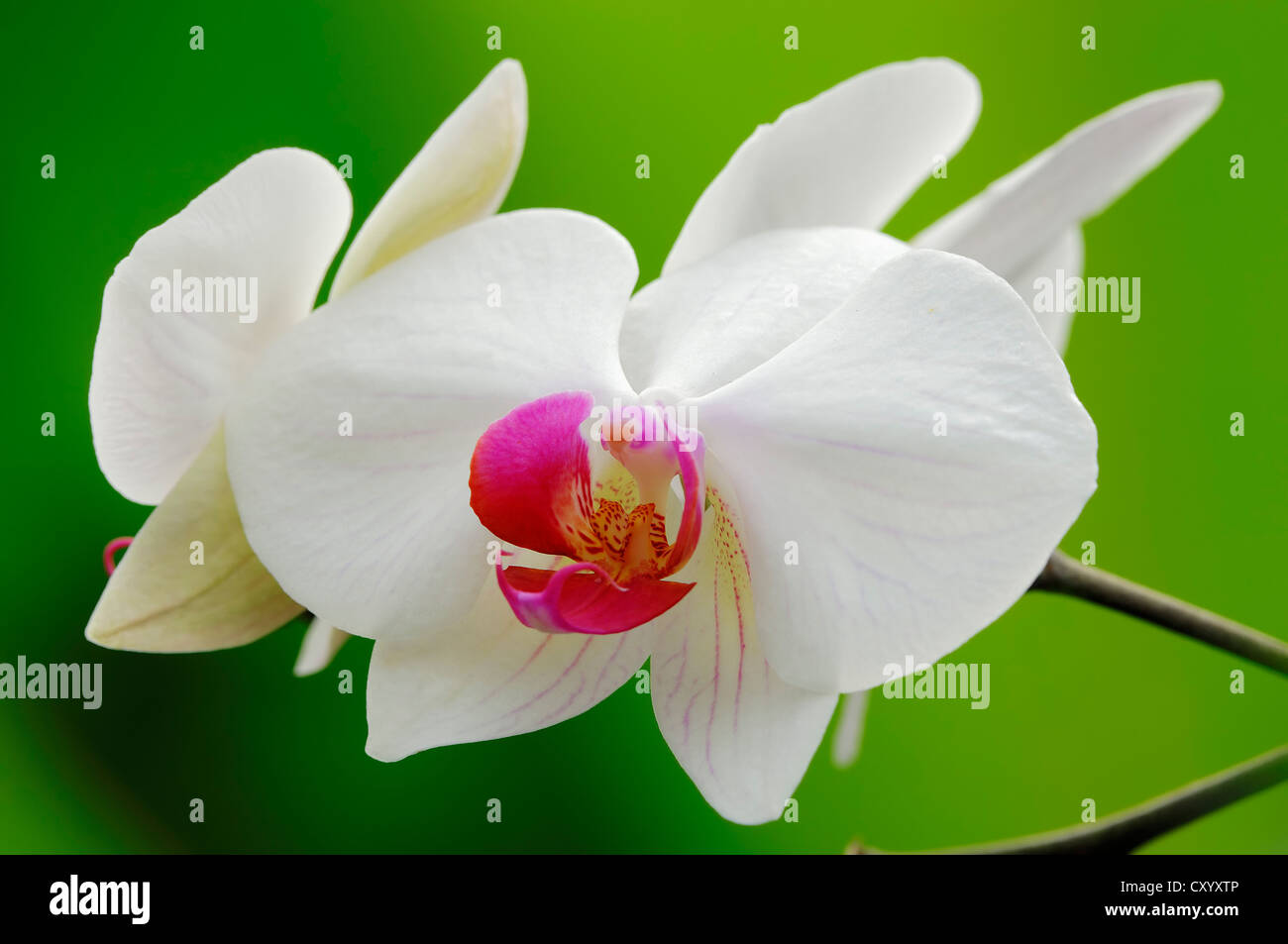 Orchidea (Phalaenopsis spec.), fiore, Bergkamen, Renania settentrionale-Vestfalia Foto Stock