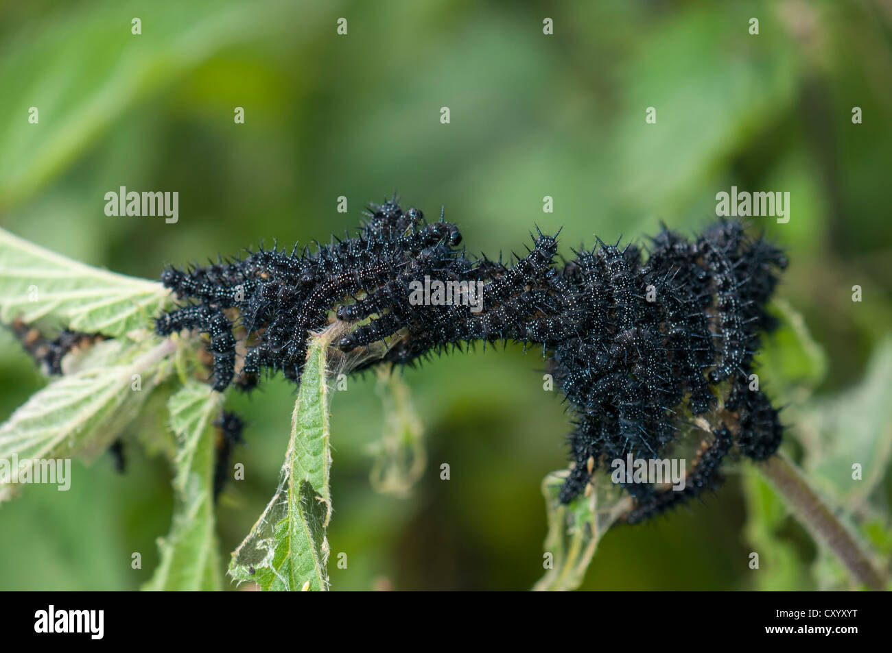 Unione pavone o farfalla pavone (Inachis io), bruchi su ortiche, Dreieich-Goetzenhain, Hesse Foto Stock