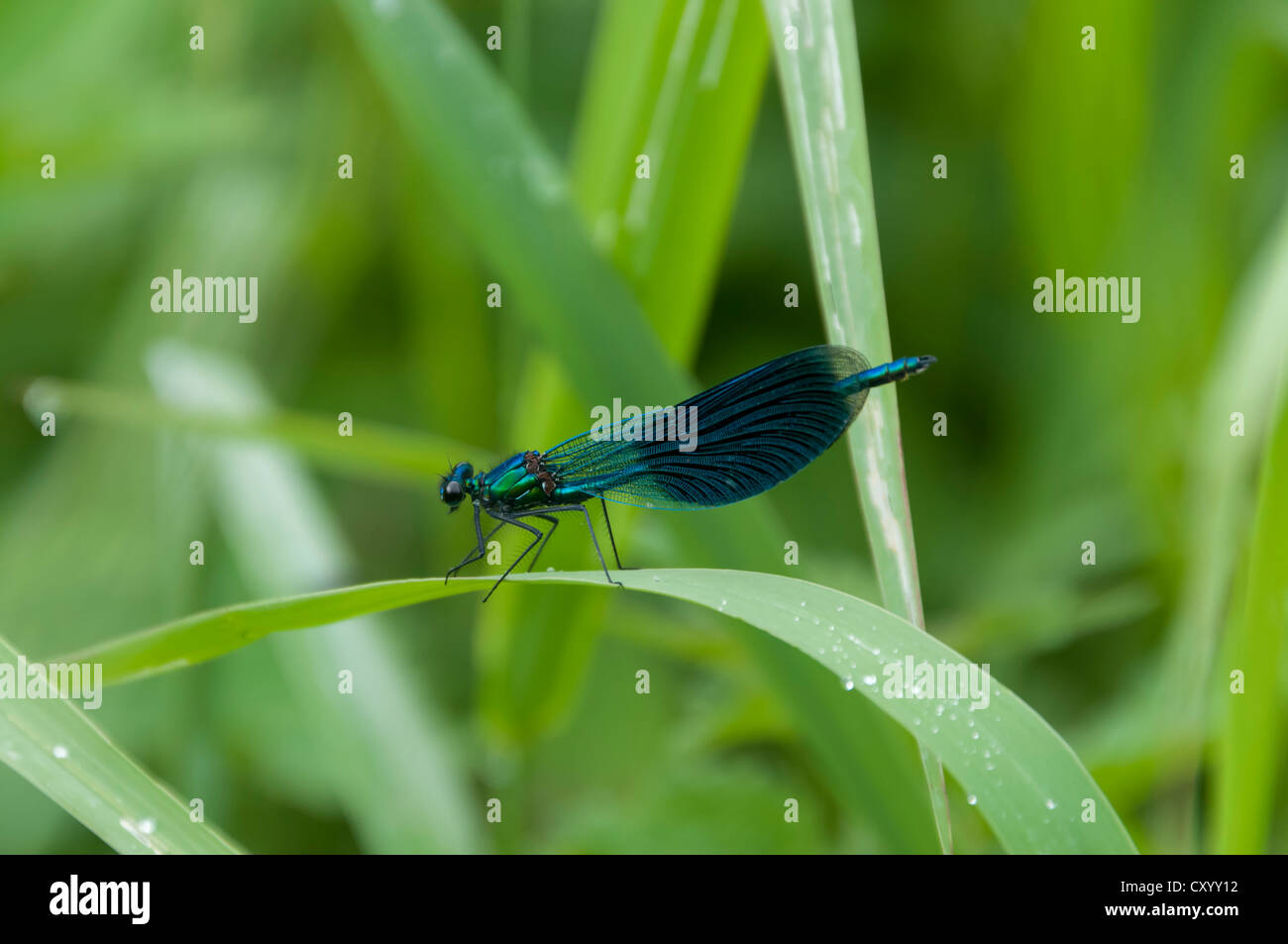 Belle Demoiselle (Calopteryx virgo), maschio, sulla canna in Moenchbruch Riserva Naturale, Hesse Foto Stock