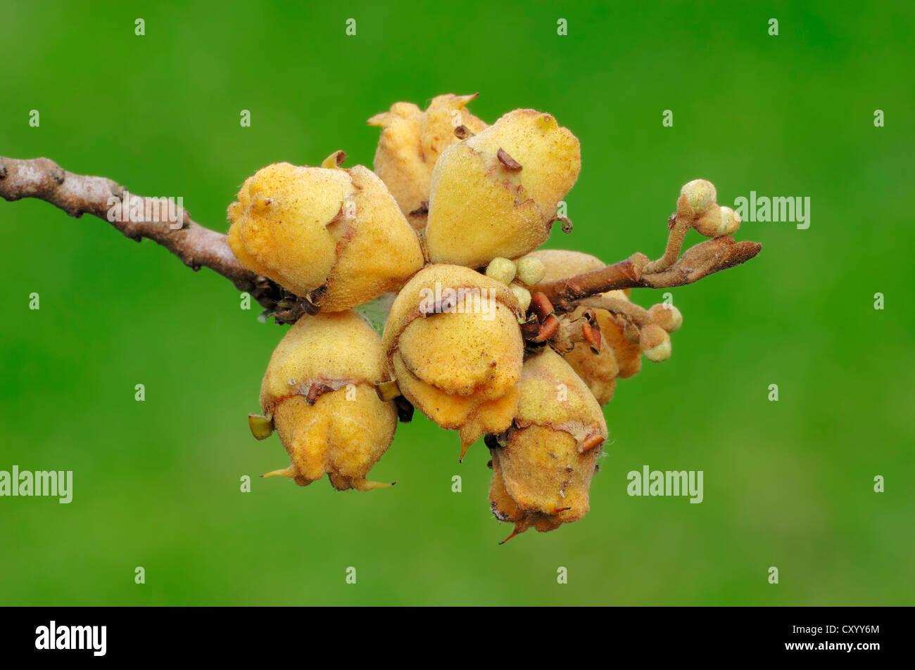 Virginian amamelide (Hamamelis Virginiana), il ramo con frutta, originaria del Nord America, pianta di giardino Foto Stock