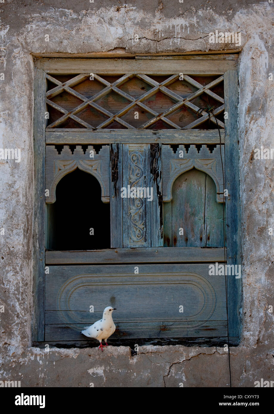 Vecchio Blu nella finestra di legno con un piccione in piedi accanto, Mirbat, Oman Foto Stock