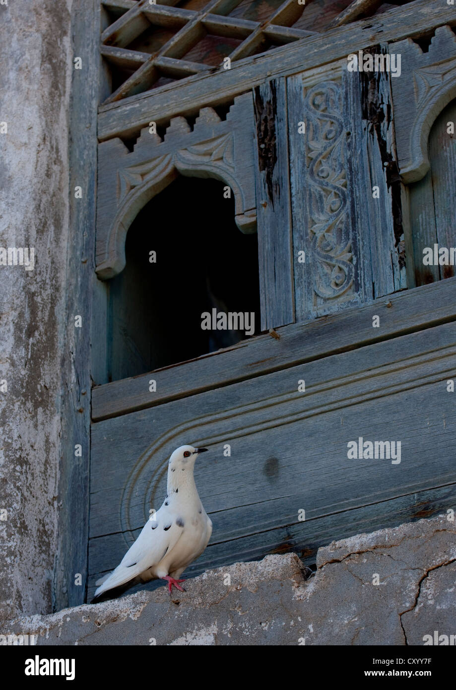 Vecchio Blu nella finestra di legno con un piccione bianco in piedi accanto, Mirbat, Oman Foto Stock