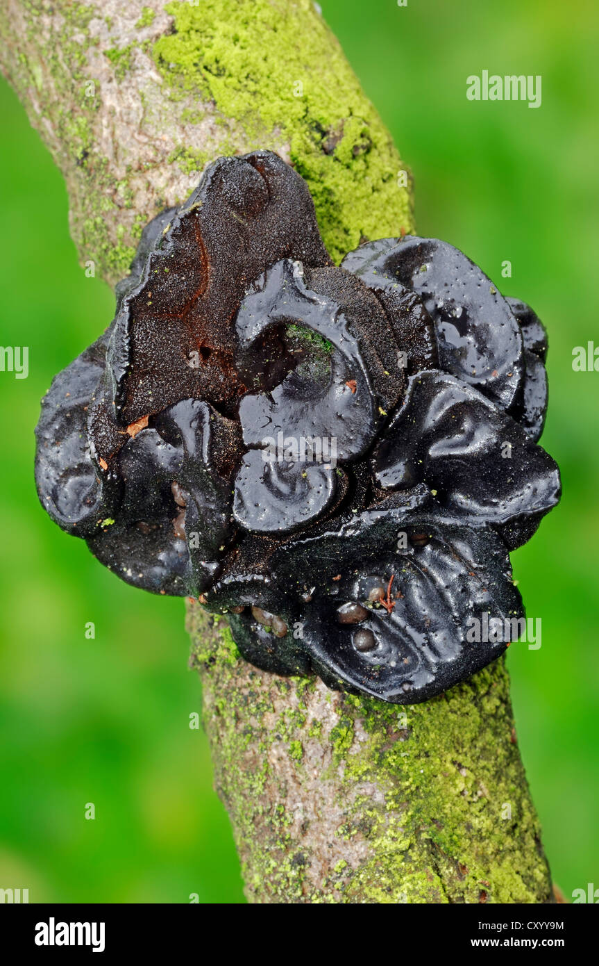 Black jelly roll, presenta verrucosa jelly fungo (Exidia truncata), Renania settentrionale-Vestfalia Foto Stock