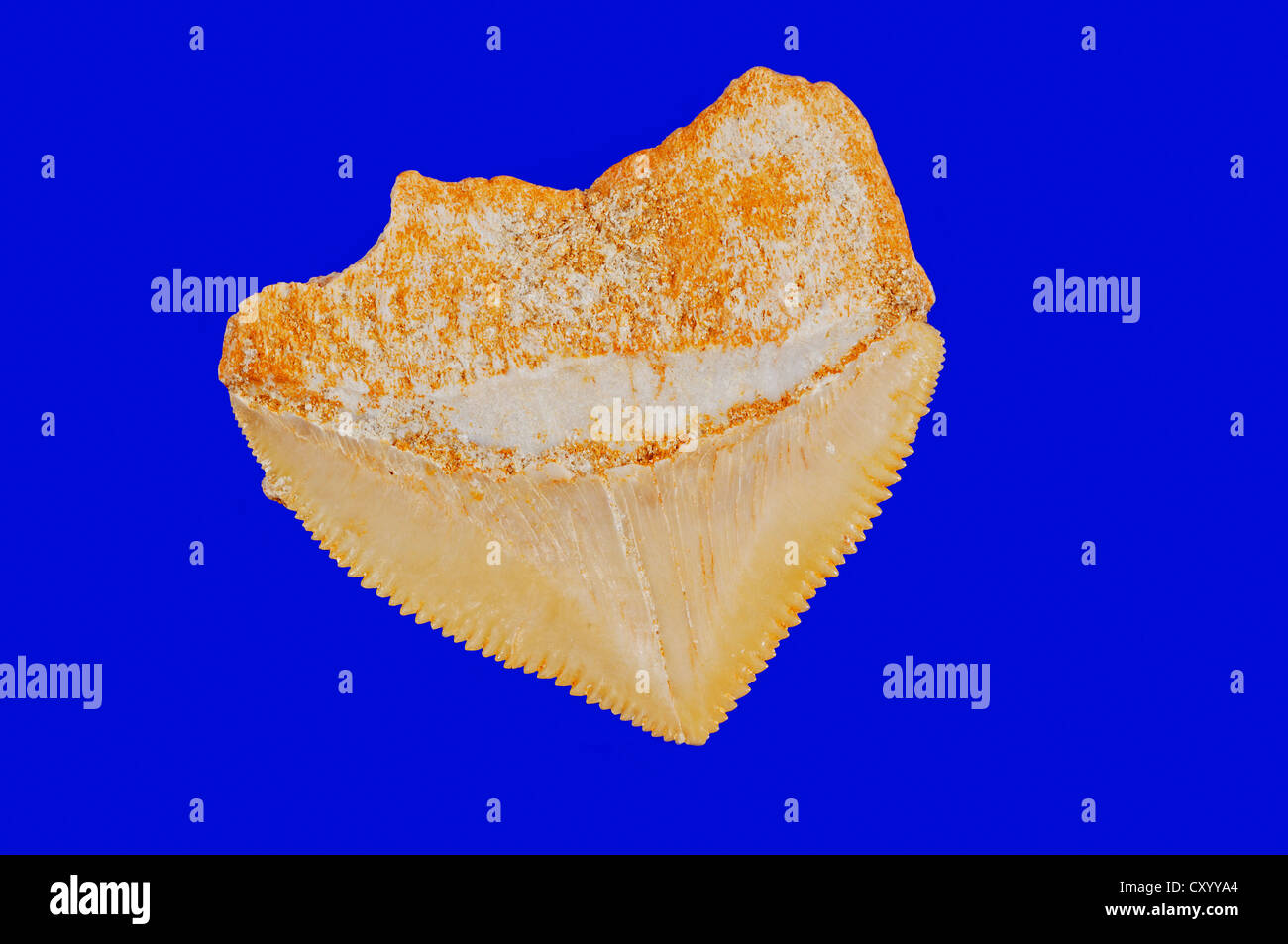 Kaltner Denti Di Squalo Fossili | Set Da 3 Pezzi | XXL E Naturali | Idea Regalo Originale - Foto 5