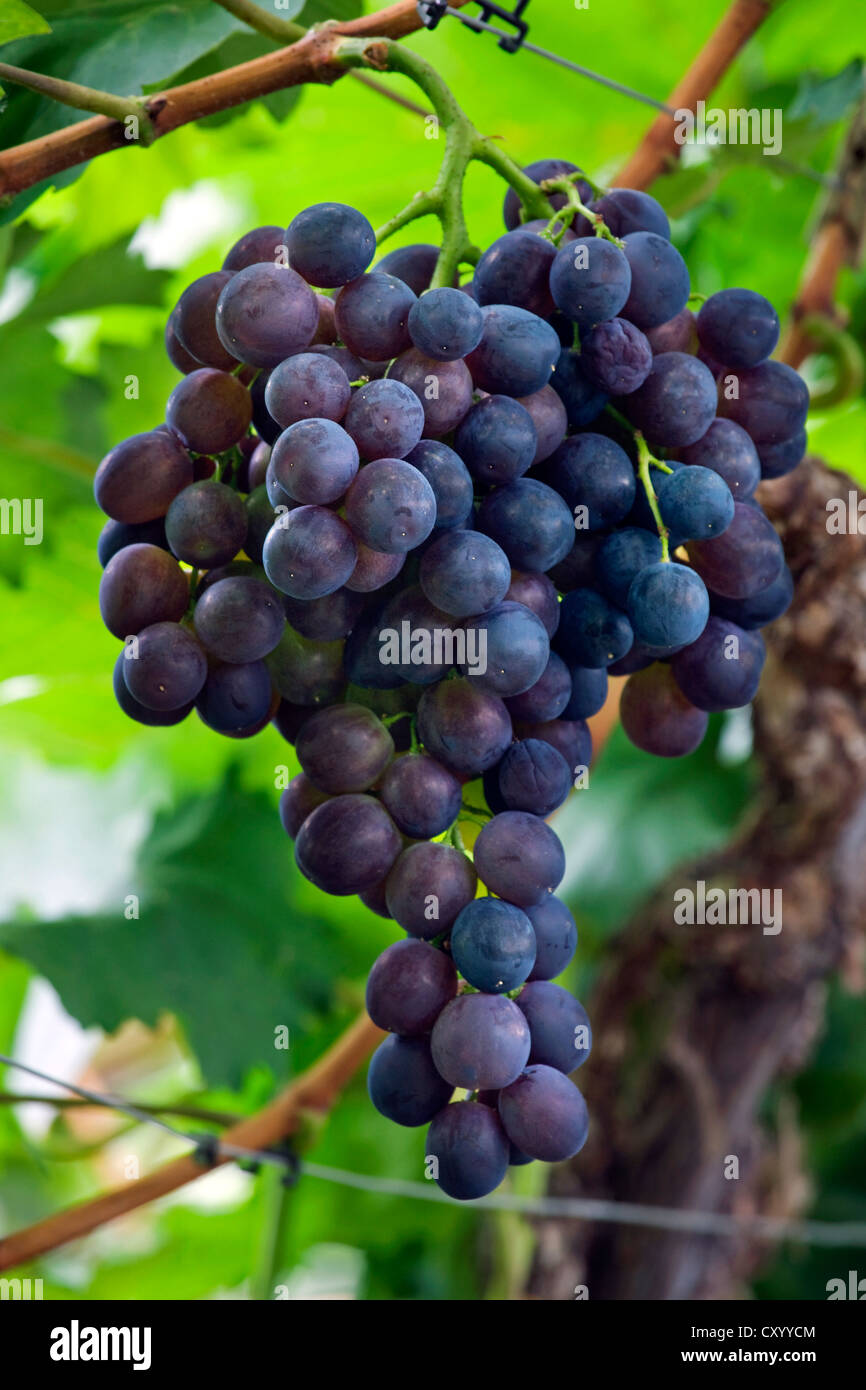 Uve da tavola (Vitis vinifera) cresce sulle vite in serra in Flemish Brabant, Fiandre, in Belgio Foto Stock