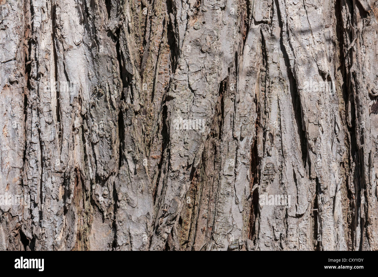 Corteccia di un bianco europeo Elm o svolazzanti olmo (Ulmus laevis), dettaglio Moenchbruch Riserva Naturale, nei pressi di Francoforte Hesse Foto Stock