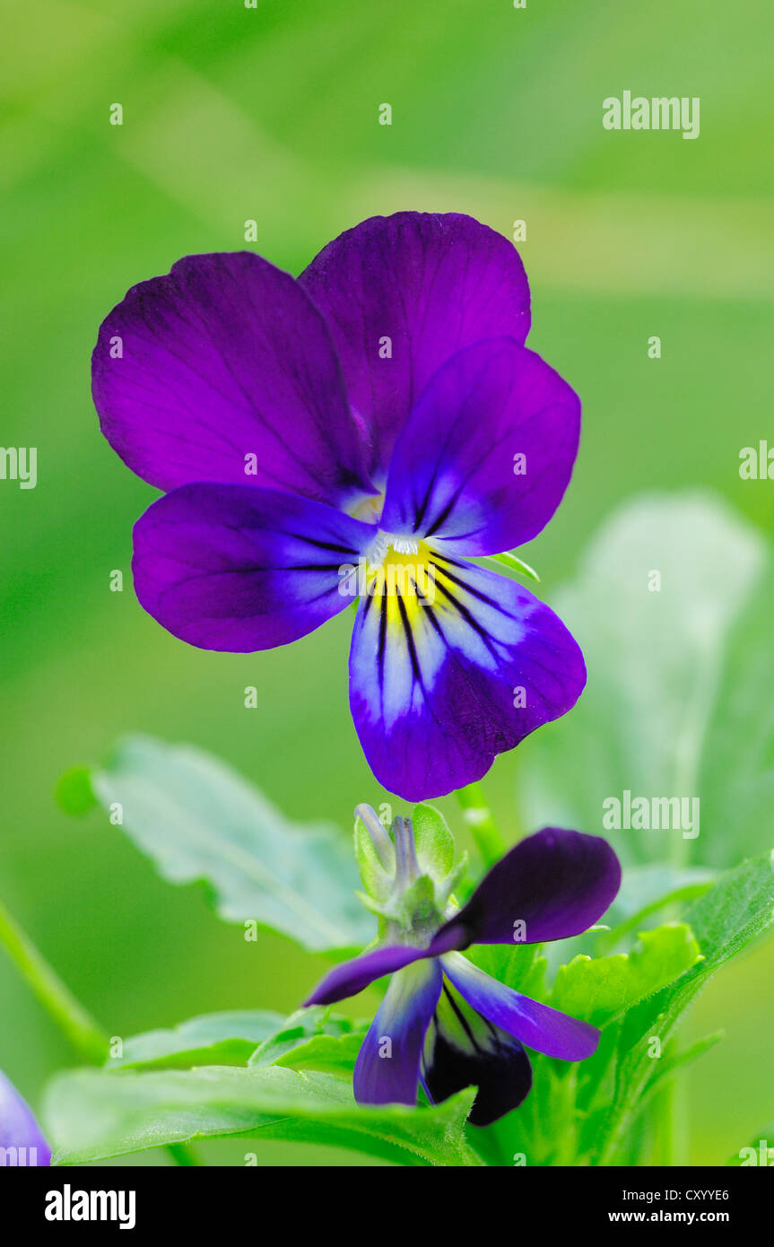 Viola cornuta, Tufted Pansy, Cornuto Pansy (Viola cornuta), fioritura Foto Stock