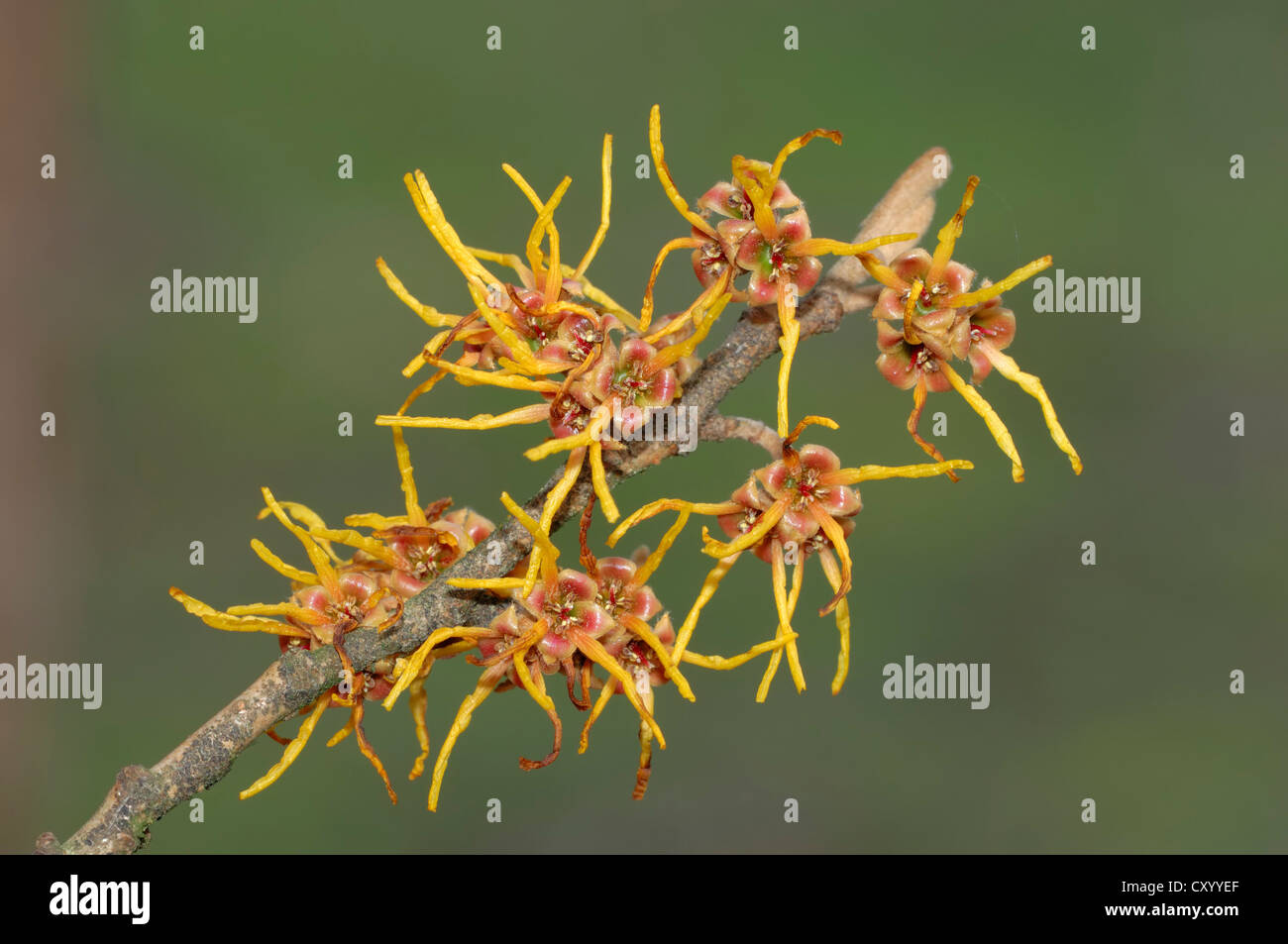 Amamelide (Hamamelis intermedia), il ramo con fiori e piante da giardino alberi e arbusti ornamentali Foto Stock
