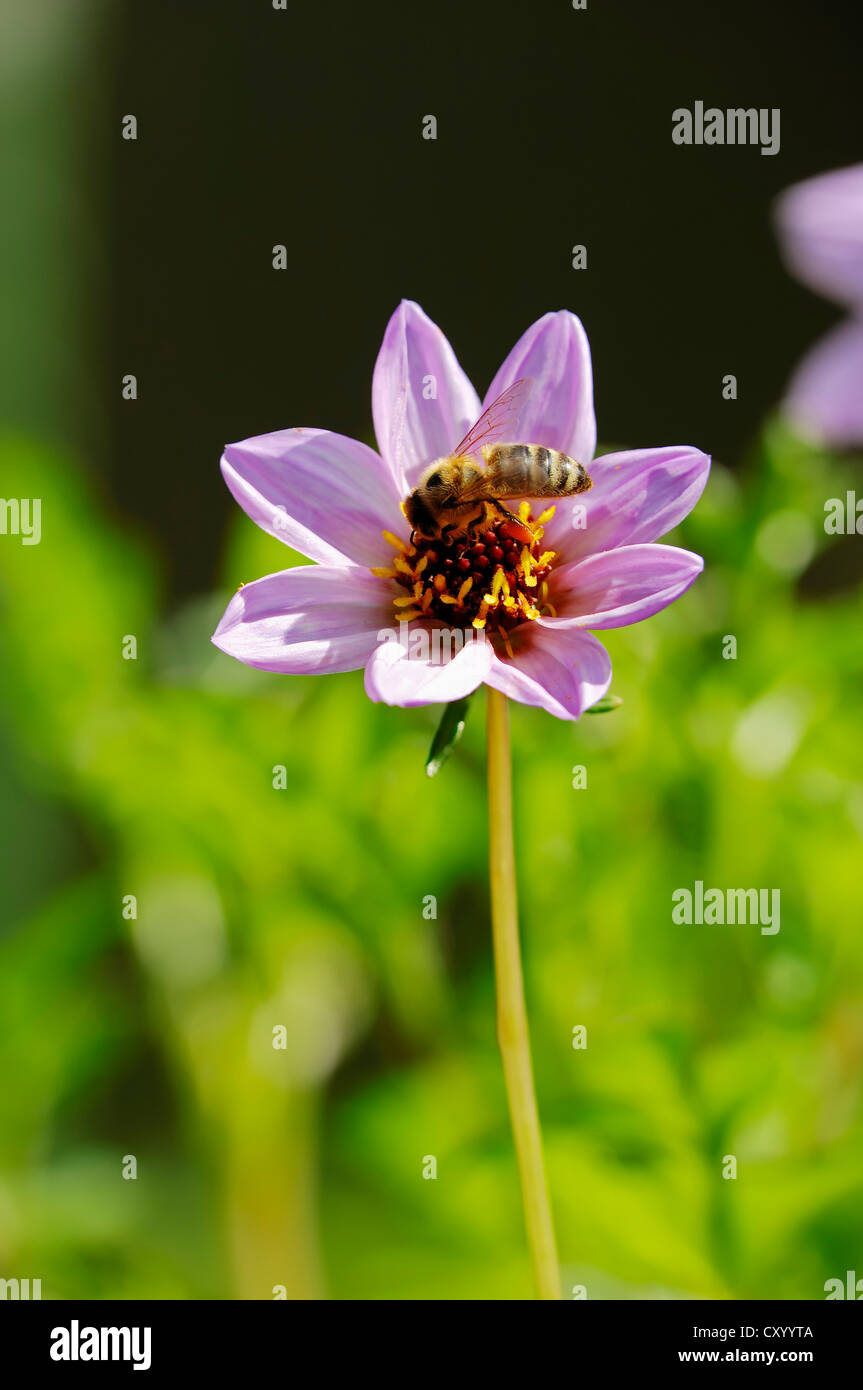 Il miele delle api (Apis mellifera), su wild Dahlia (Dahlia merckii) Foto Stock