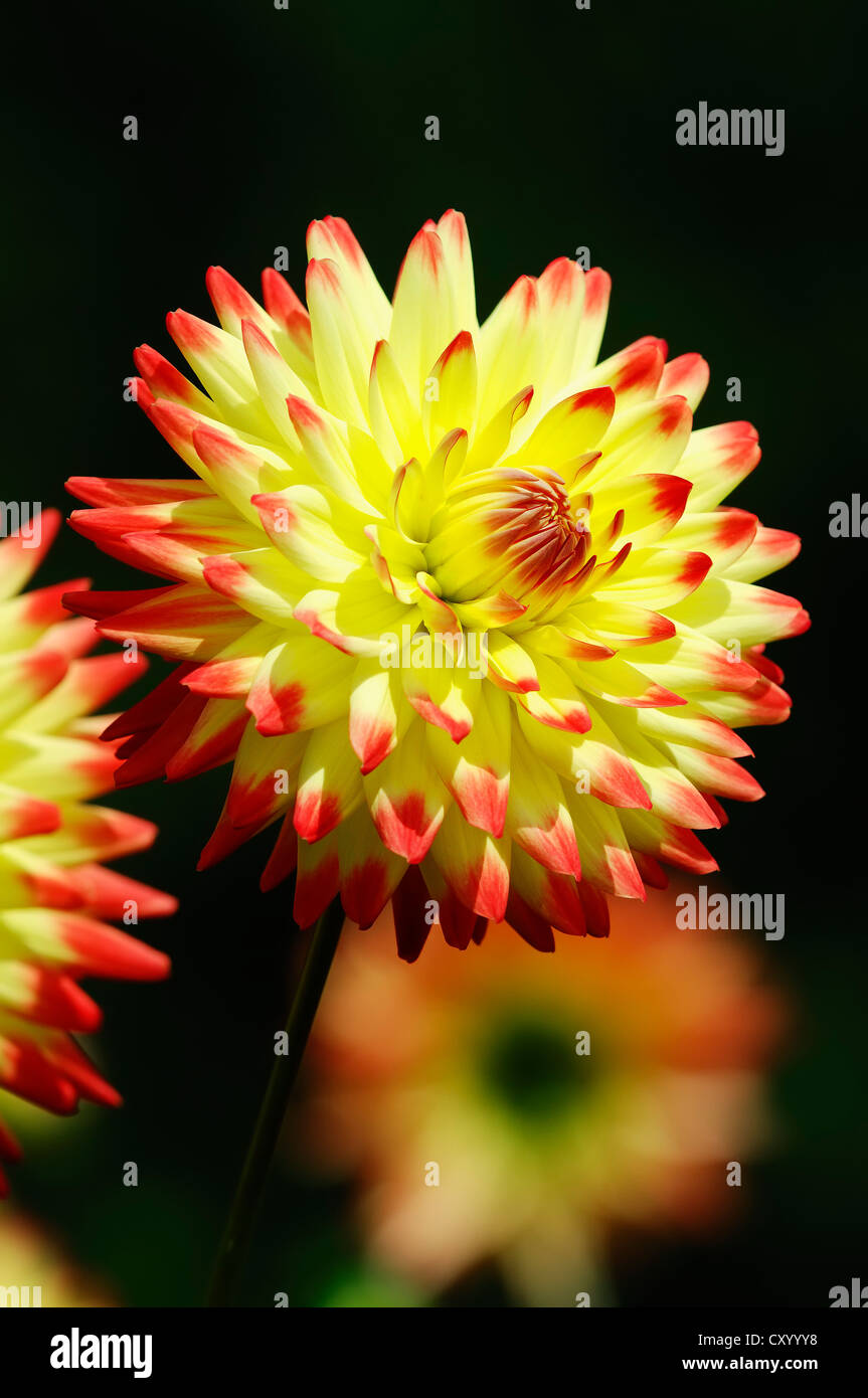 Cactus Dahlia 'La Vie" (Dahlia x cultorum), fioritura Foto Stock