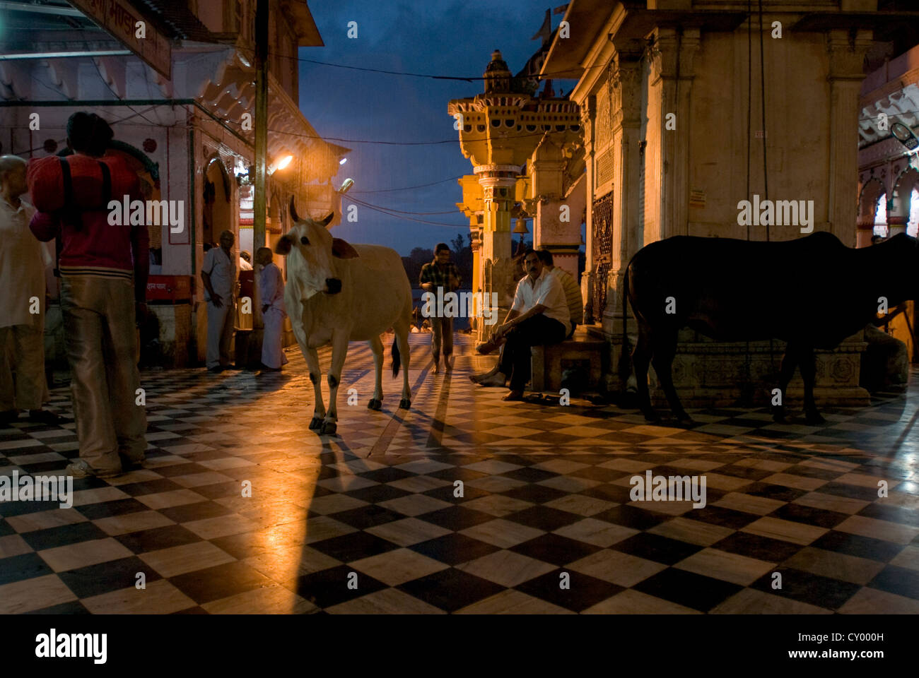 Una mucca ripari dalla pioggia a Vishram ghat, Mathura, India Foto Stock