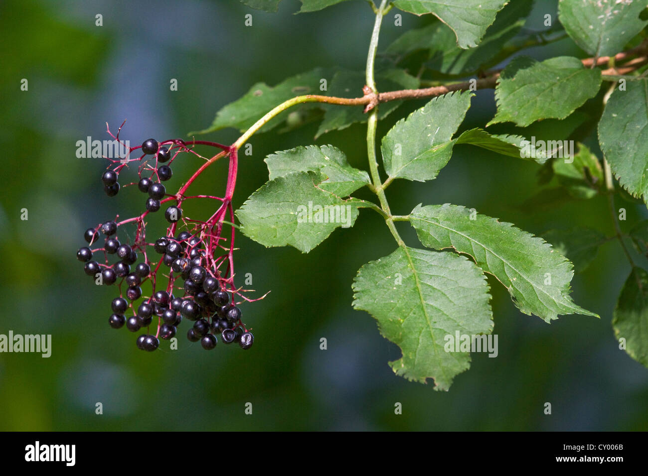 Bacche e foglie di sambuco nero / comune elder / Europea di bacche di sambuco (Sambucus nigra) Foto Stock