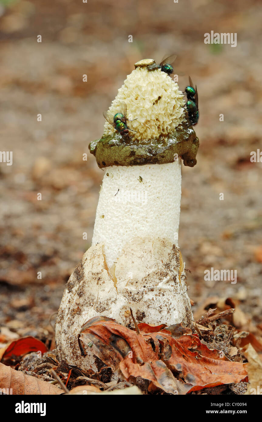 Vola su un comune Stinkhorn (Phallus impudicus), Gelderland, Paesi Bassi, Europa Foto Stock