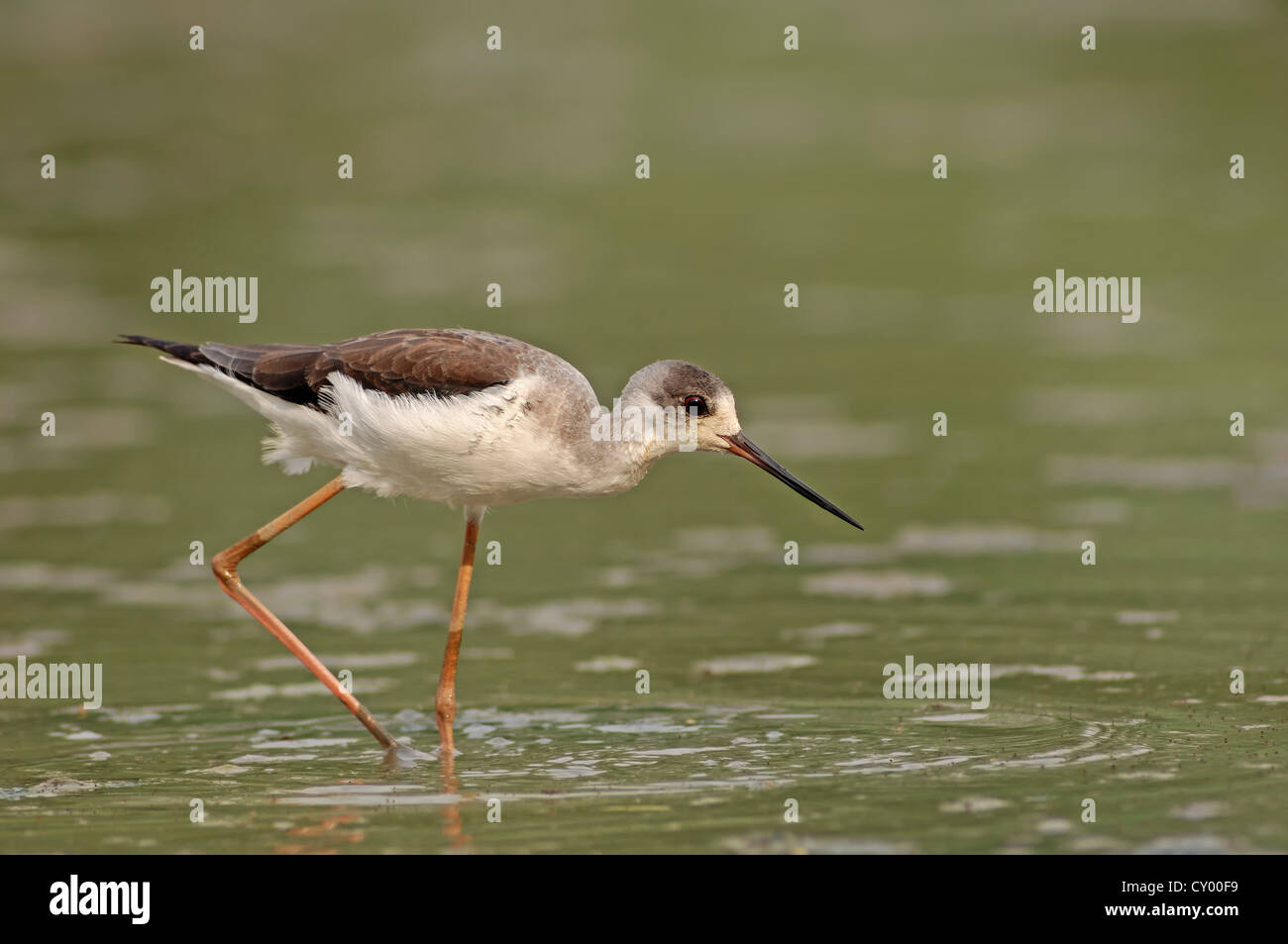 Black-winged Stilt, comune Stilt o Pied Stilt (Himantopus himantopus), femmina, Keoladeo Ghana National Park, Rajasthan, India Foto Stock