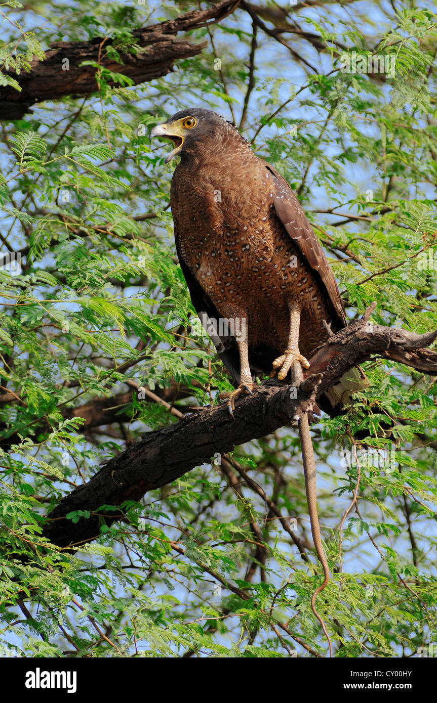 Crested Eagle serpente (Spilornis cheela) alimentazione sul serpente sequestrati, Keoladeo Ghana National Park, Rajasthan, India, Asia Foto Stock