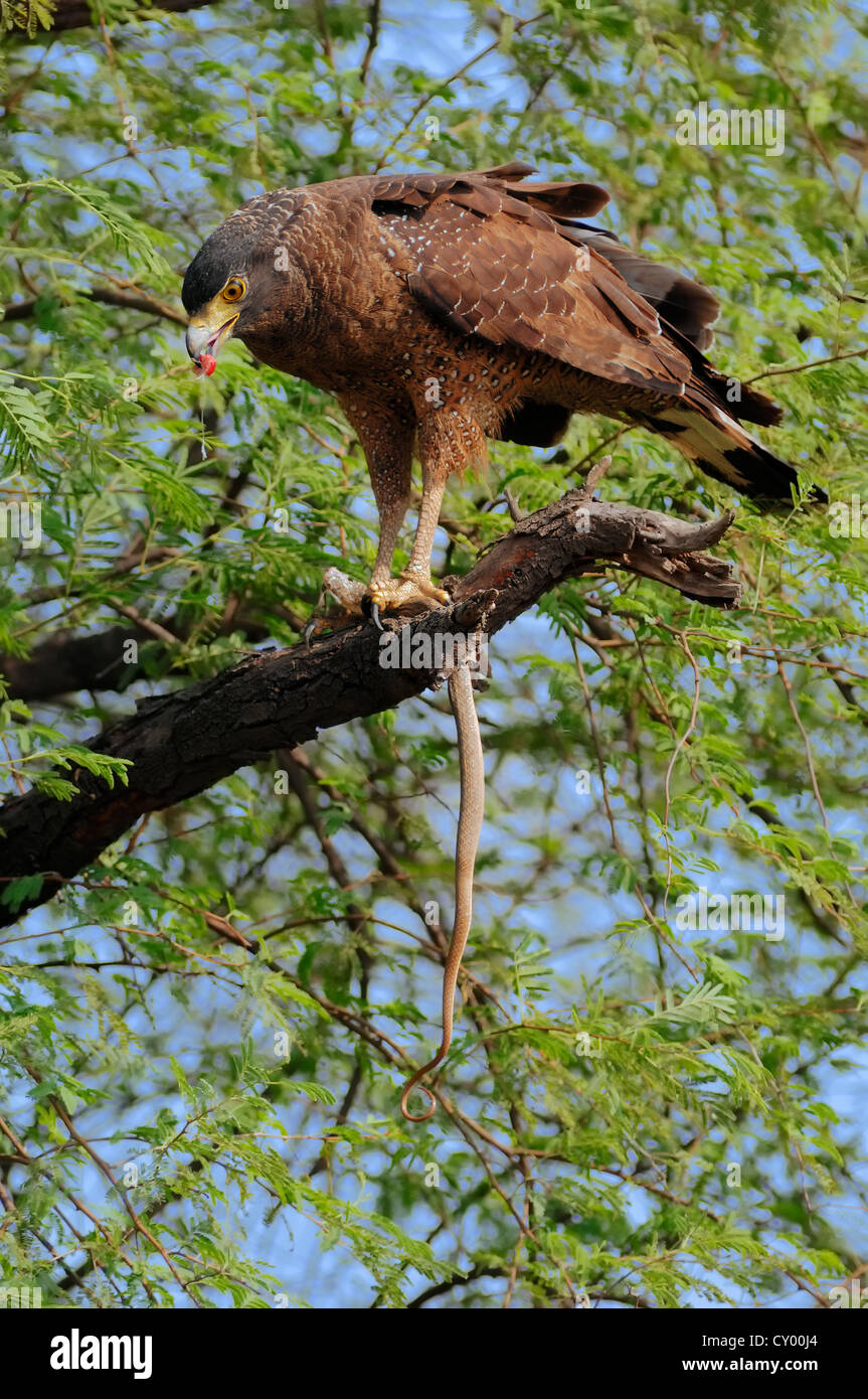 Crested Eagle serpente (Spilornis cheela) alimentazione sul serpente sequestrati, Keoladeo Ghana National Park, Rajasthan, India, Asia Foto Stock