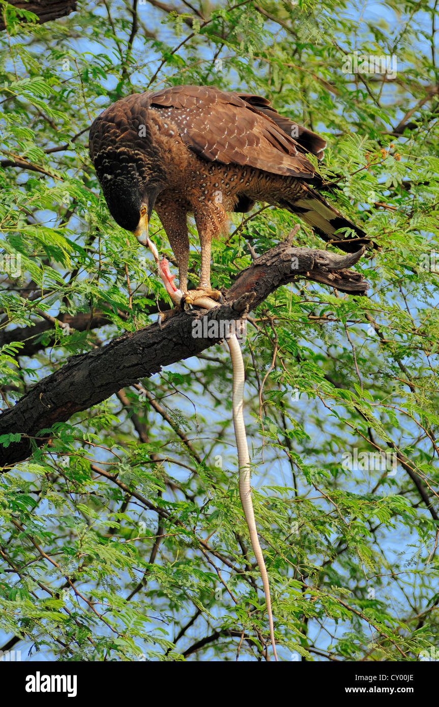 Crested Eagle serpente (Spilornis cheela) alimentazione sul serpente sequestrati, Keoladeo Ghana National Park, Rajasthan, India, Asia Foto Stock