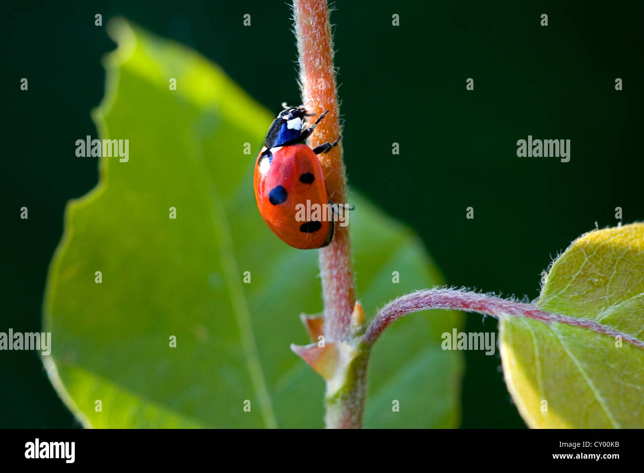 Sette-spot ladybird / sette-spotted ladybug (Coccinella septempunctata) dello stelo di arrampicata Foto Stock