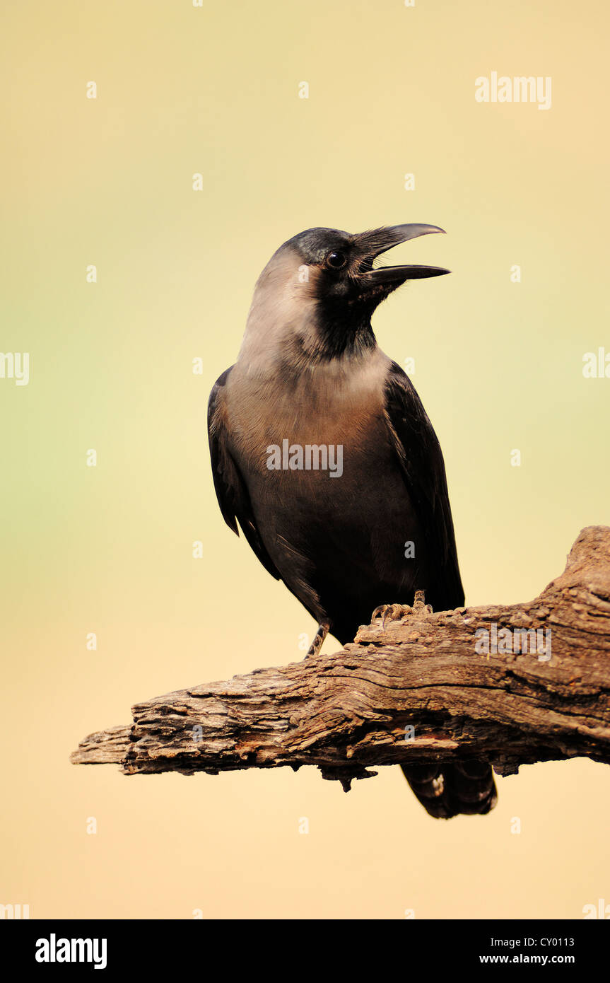 Casa Crow o Colombo Crow (Corvus splendens), di Keoladeo Ghana National Park, Rajasthan, India, Asia Foto Stock