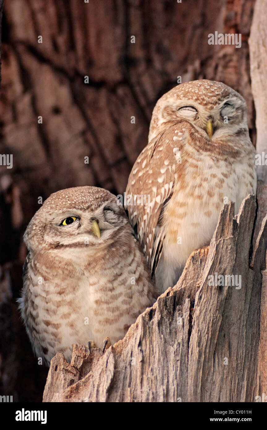 Avvistato Owlets (Athene brama), coppia, Keoladeo Ghana National Park, Rajasthan, India, Asia Foto Stock