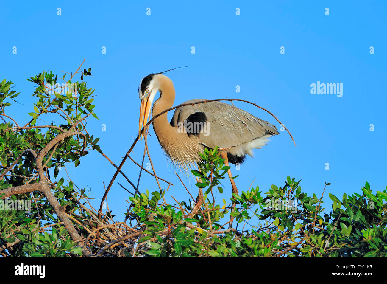 Airone blu (Ardea erodiade), la costruzione di un nido, Florida, Stati Uniti d'America Foto Stock