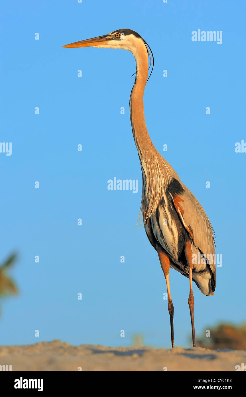 Airone blu (Ardea erodiade), Sanibel Island, Florida, Stati Uniti d'America Foto Stock