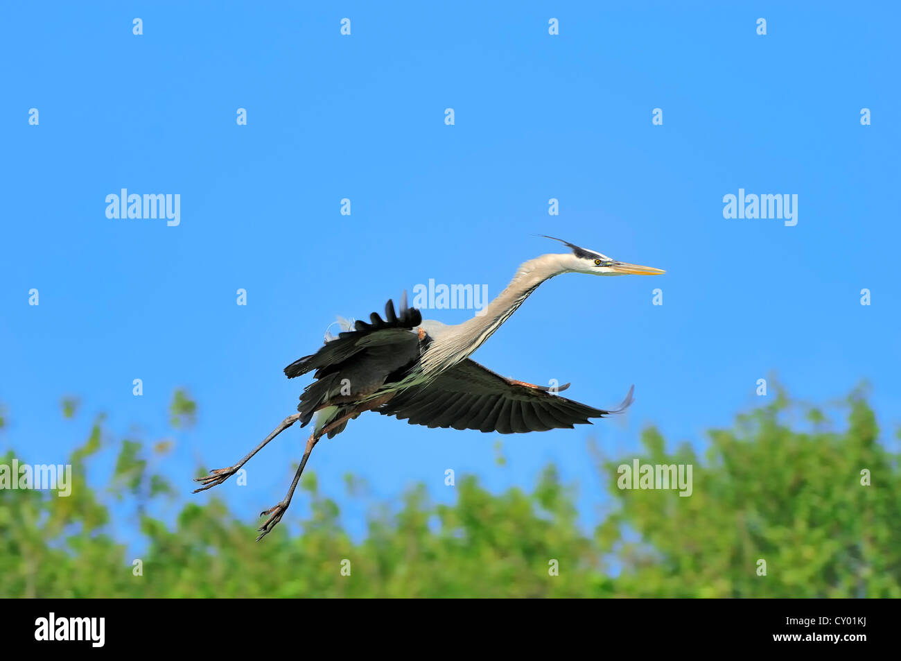 Airone blu (Ardea erodiade), in volo, Florida, Stati Uniti d'America Foto Stock