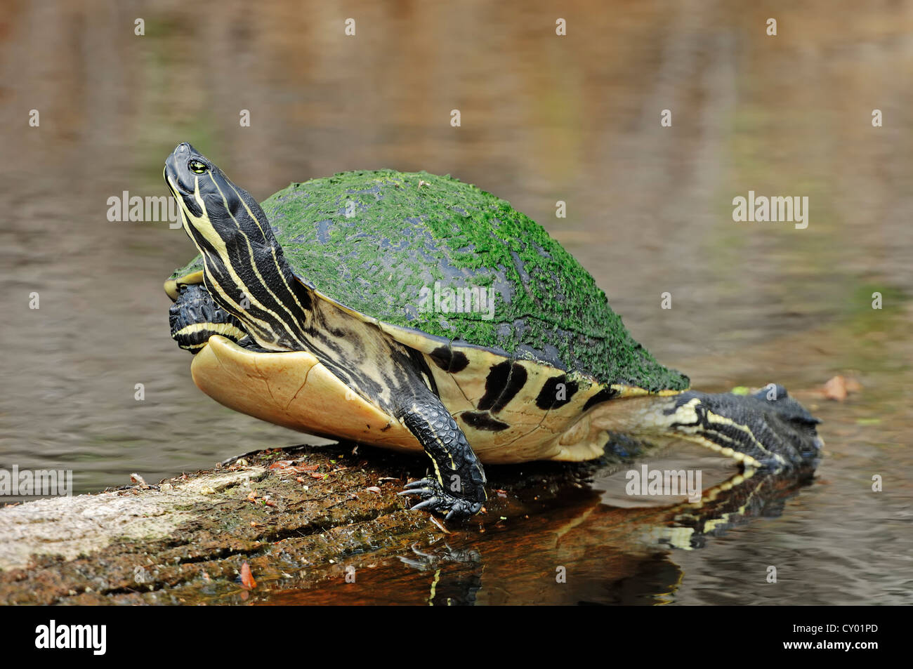 Florida Redbelly Turtle o Florida rosso-panciuto Cooter (Chrysemys nelsoni, Pseudemys nelsoni), Myakka River State Park, Florida Foto Stock