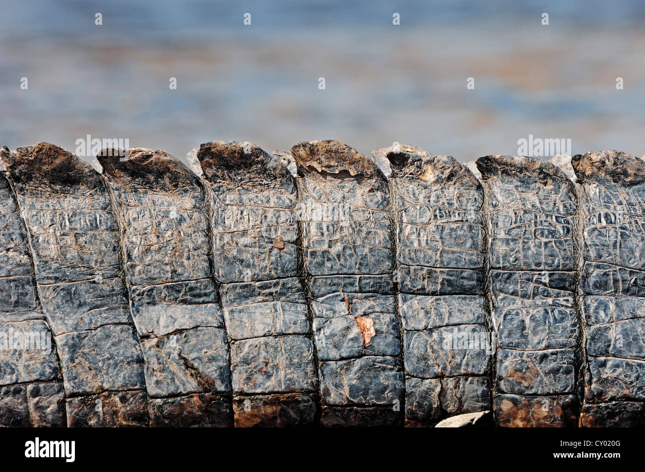 Il coccodrillo americano o il luccio-testa (Alligator Alligator mississippiensis), coda dettaglio, Everglades National Park, Florida, Stati Uniti d'America Foto Stock