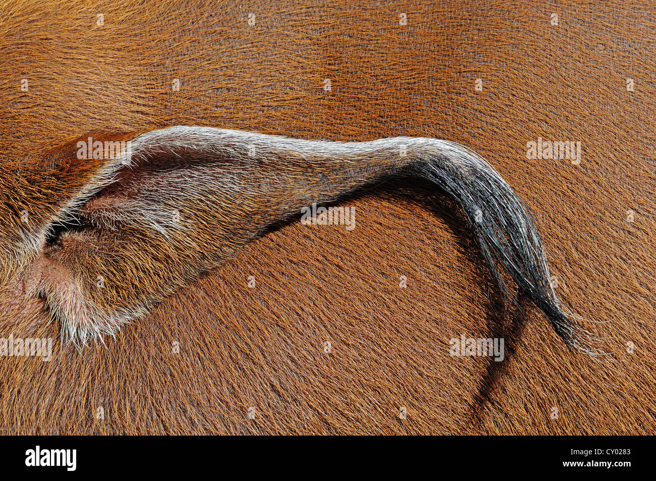 Orecchio di un fiume Rosso Hog (Potamochoerus porcus pictus), in cattività Foto Stock