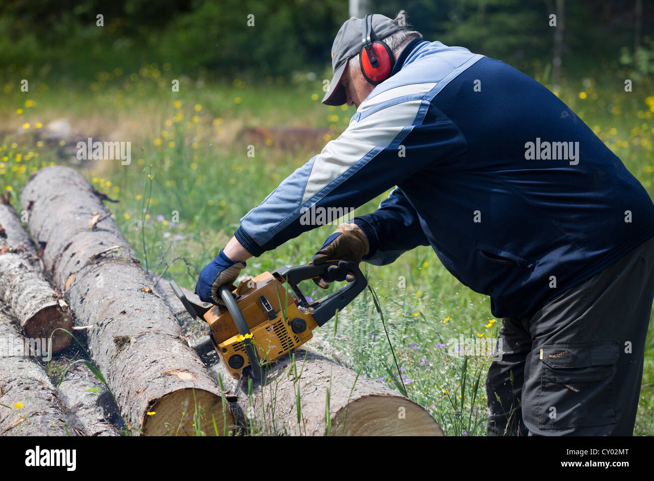 Titolare di pensione o di rendita il taglio di un registro di abete rosso con chainsaw , Finlandia Foto Stock