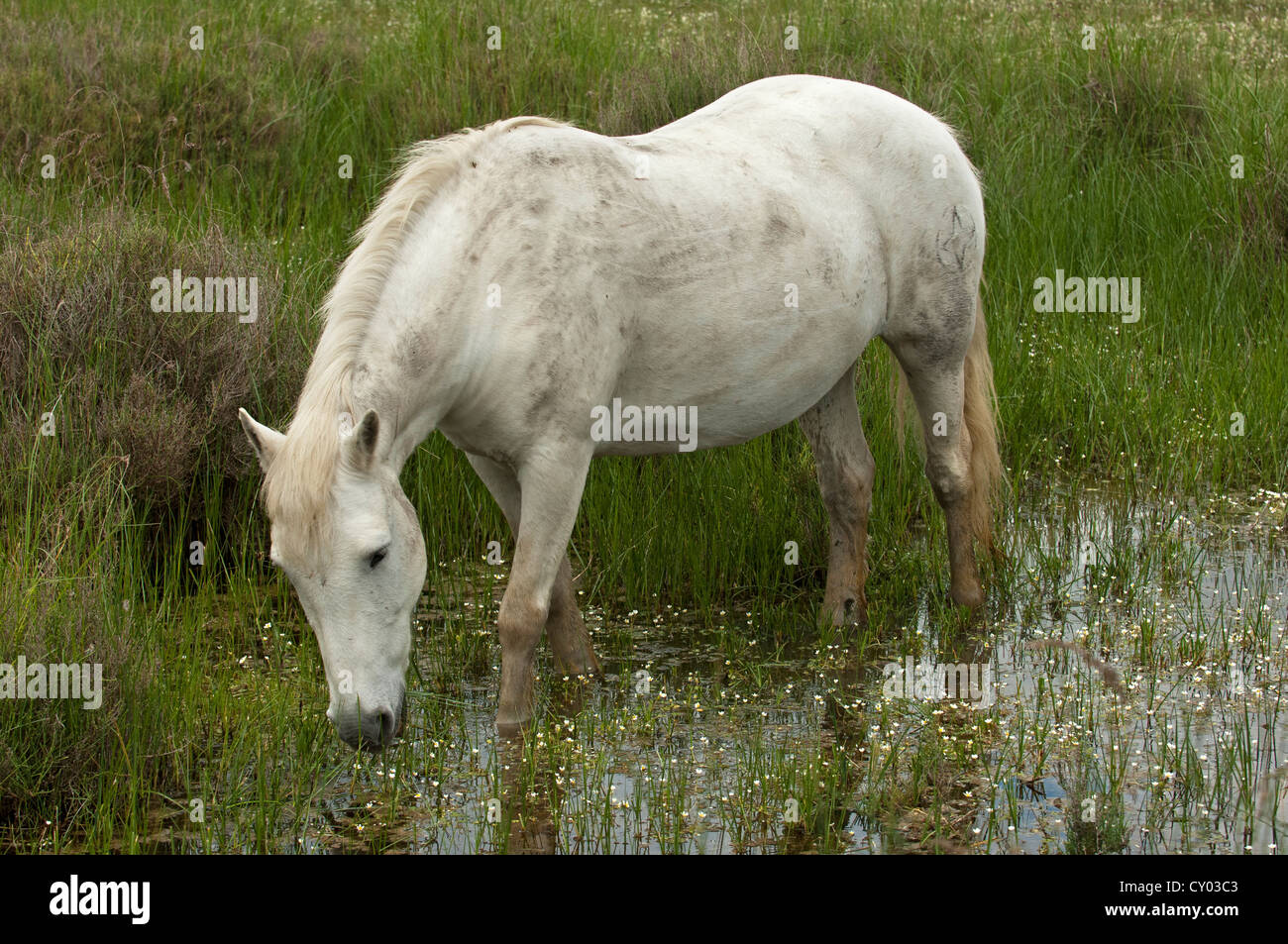 Camargue cavallo in una zona umida, Camargue, Francia, Europa Foto Stock