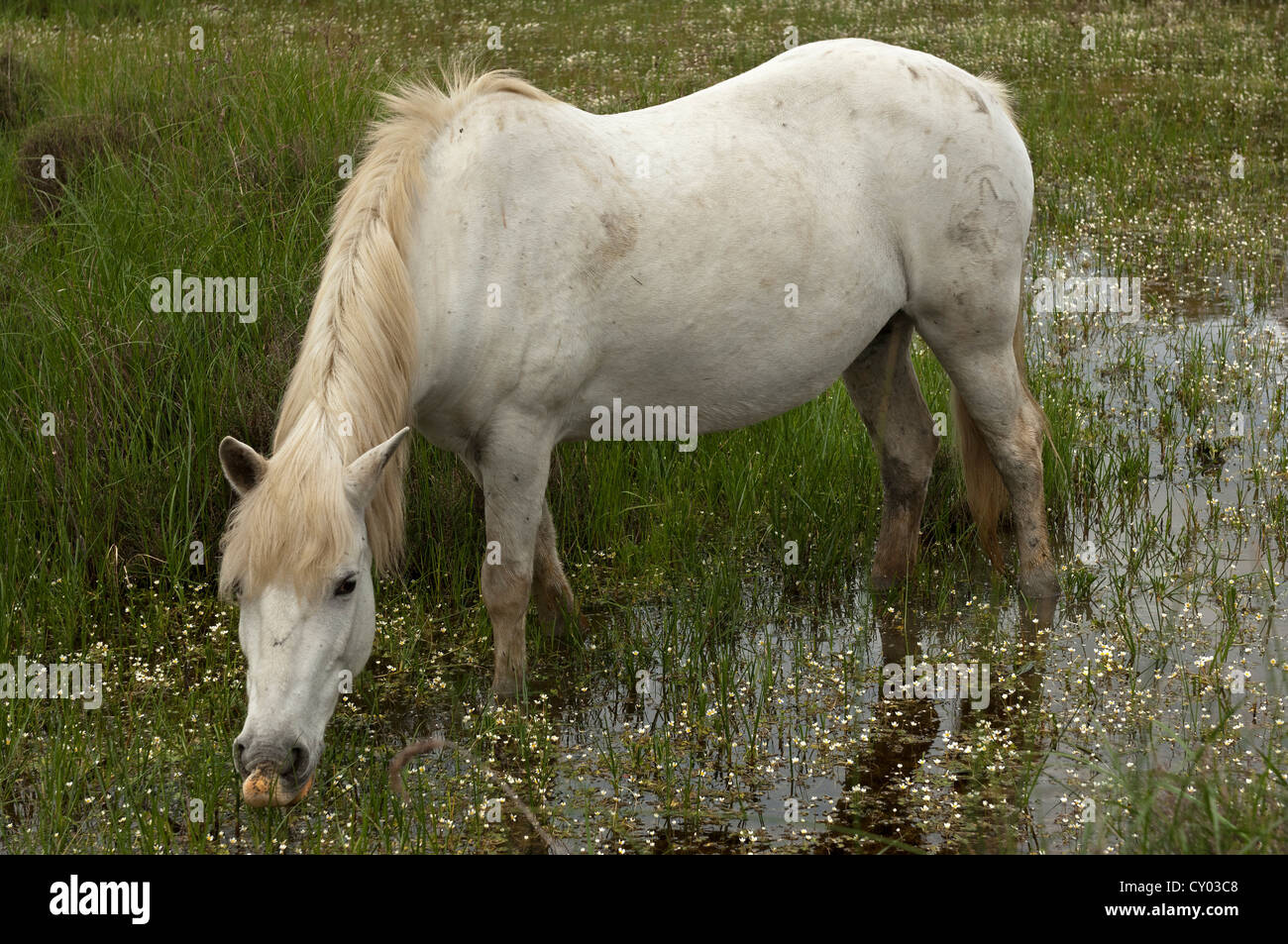 Camargue cavallo in una zona umida, Camargue, Francia, Europa Foto Stock