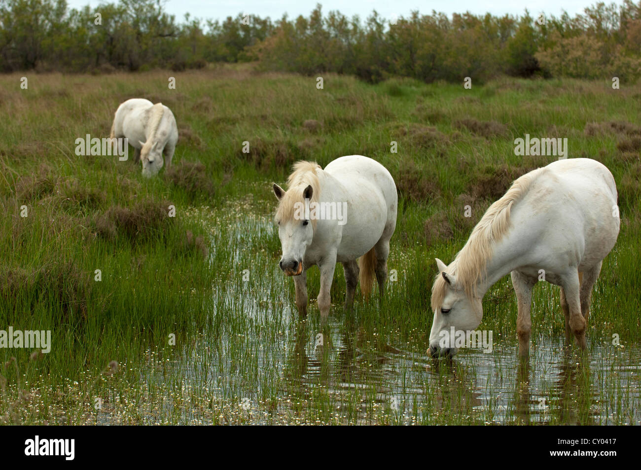 Una mandria di semi-Camargue selvaggia cavalli al pascolo in una zona umida, Camargue, Francia, Europa Foto Stock