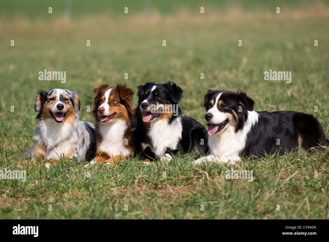 Quattro pastori australiani seduti in una fila in un prato Foto Stock