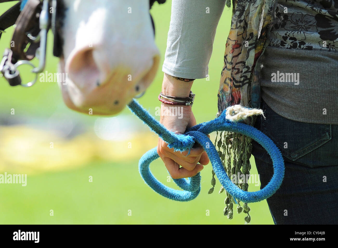 Cavallo islandese. I capretti dun cavallo essendo addestrato, indossare  Capezza in corda, snaffle bit e fai un affondo. Austria Foto stock - Alamy