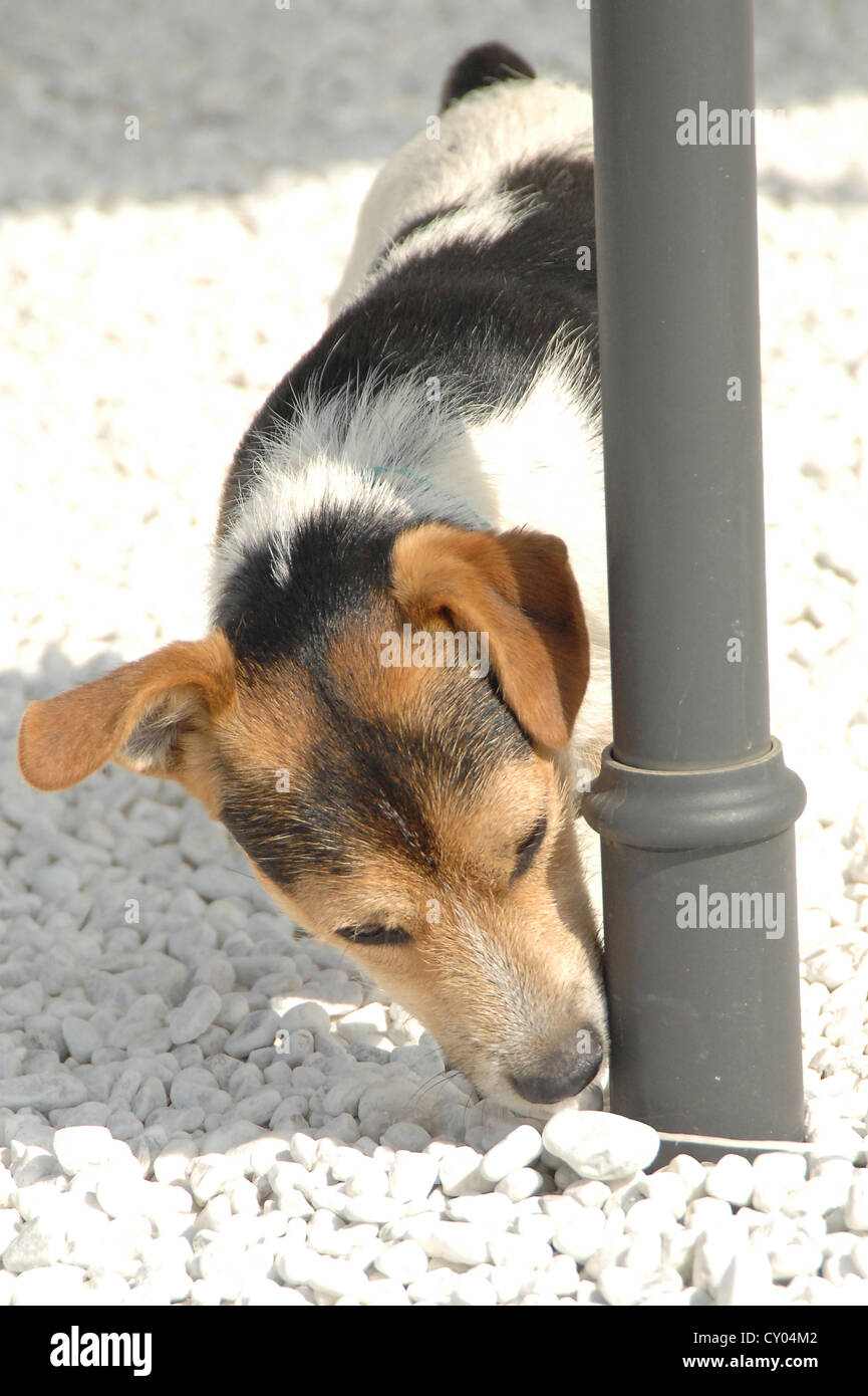 Un jack russel terrier sniffing un polo Foto Stock