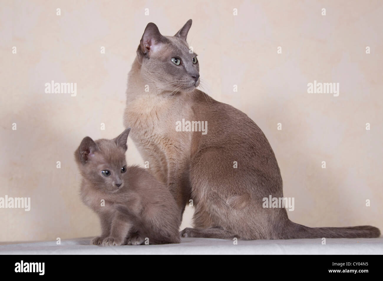 Tonkinese gatto di razza, tomcat per la riproduzione con i gattini Foto Stock