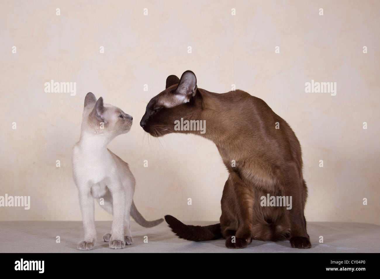 Tonkinese gatto di razza, cat con i cuccioli Foto Stock