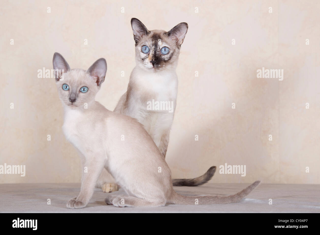 Tonkinese, razza di gatto, Gatto con gattino Foto Stock