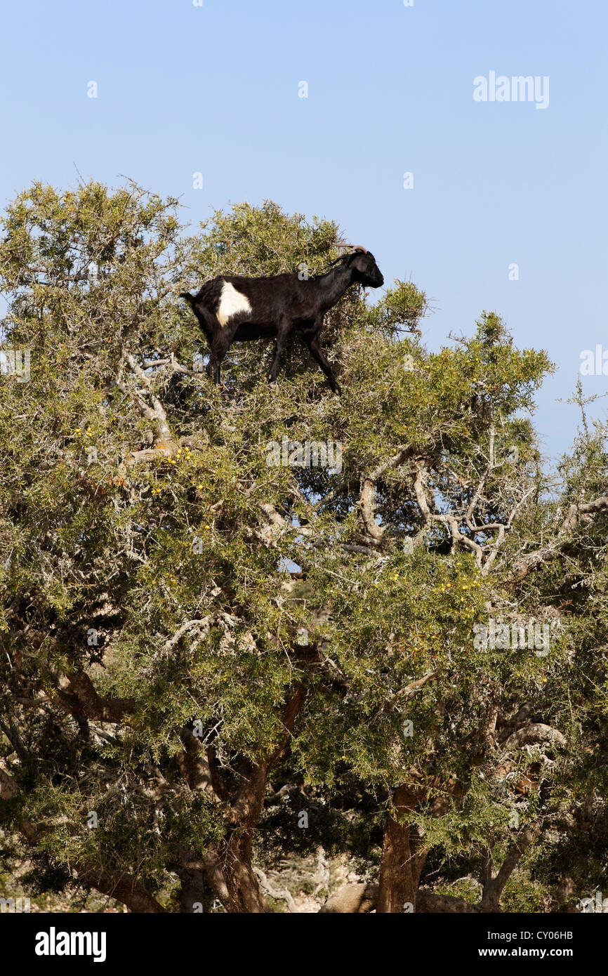 (Capra) salendo un albero di argan (Argania spinosa, Agadir, Souss-Massa-Daraa regione, Marocco, il Maghreb, Africa Foto Stock